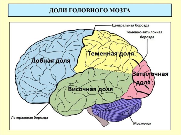 Отделы головного мозга кора больших полушарий