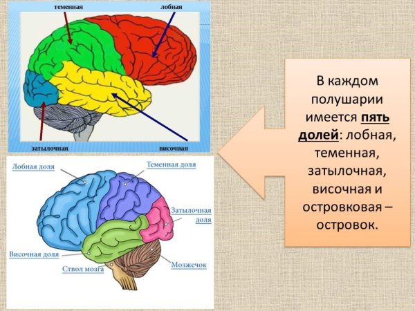 Строение лобной доли мозга префронтальная