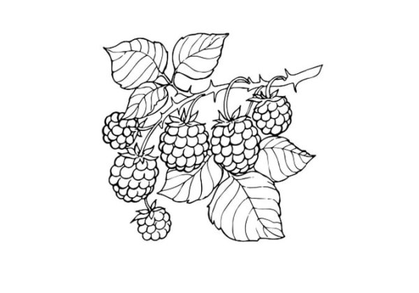 Ягоды рисунок карандашом