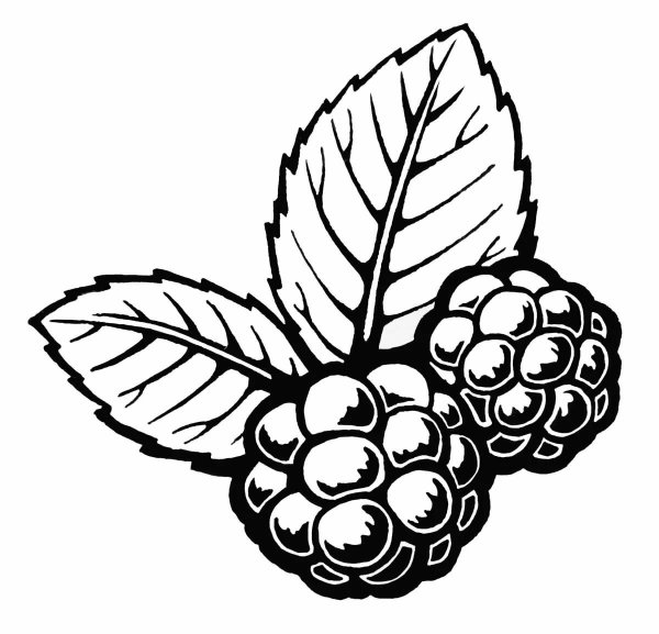 Ежевика раскраска для детей