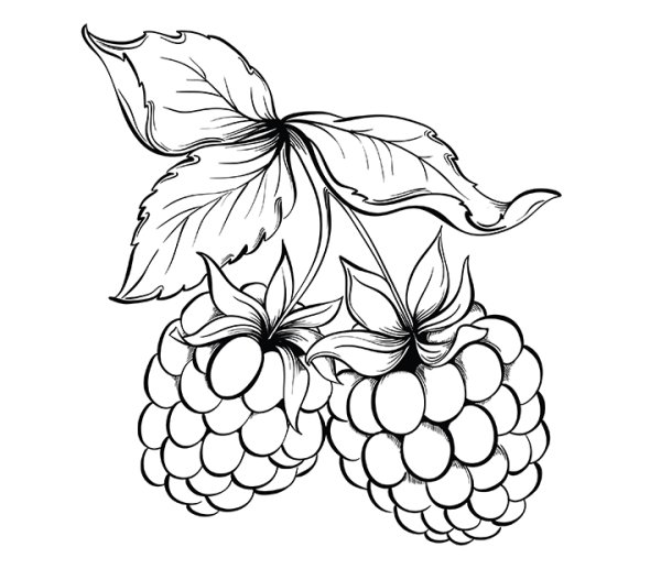 Ежевика раскраска для детей