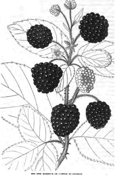 Ежевика narisovat