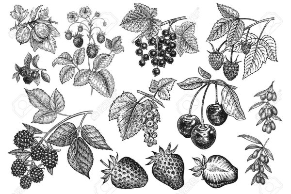 Лесные ягоды Графика