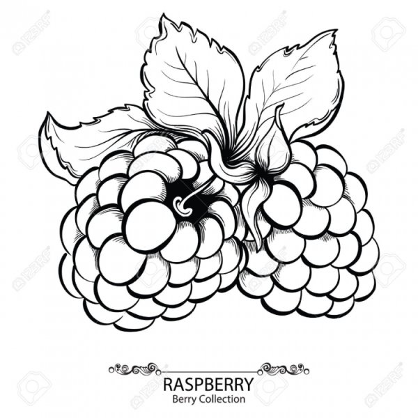 Эскиз контур малина