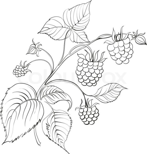 Куст малины раскраска