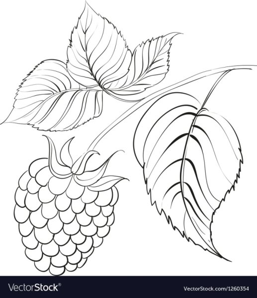 Малина раскраска