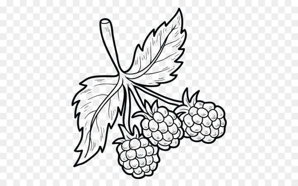 Малина раскраска для детей