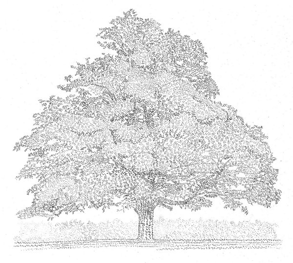 Красивое большое дерево карандашом