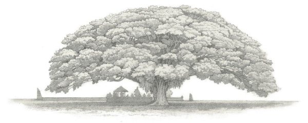 Дерево с большой кроной рисунок