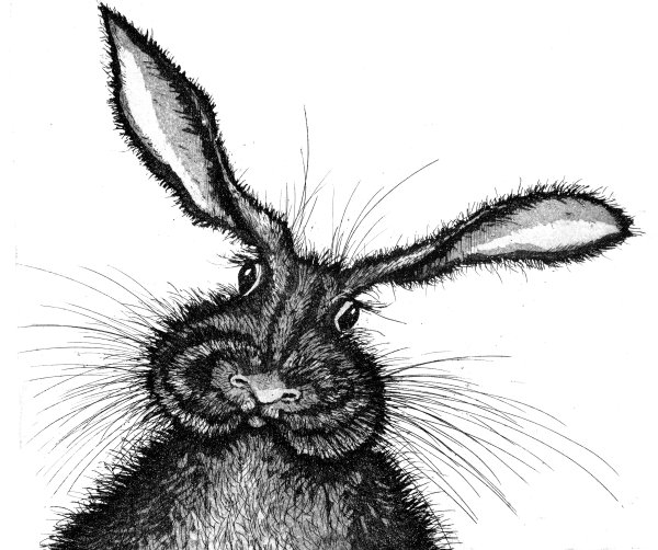 Смешной заяц