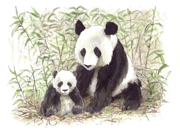 Панда на дереве рисунок