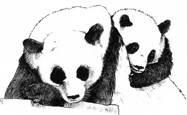 Панда черно белая картинка