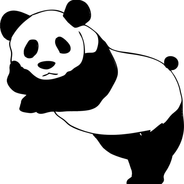 Панда в контрасте