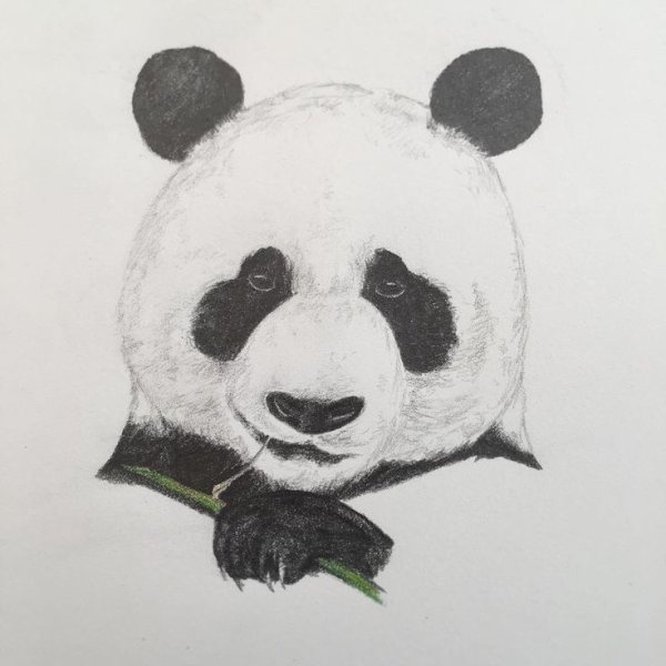 Пандочка рисунок карандашом