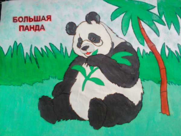Большая Панда из красной книги рисунок