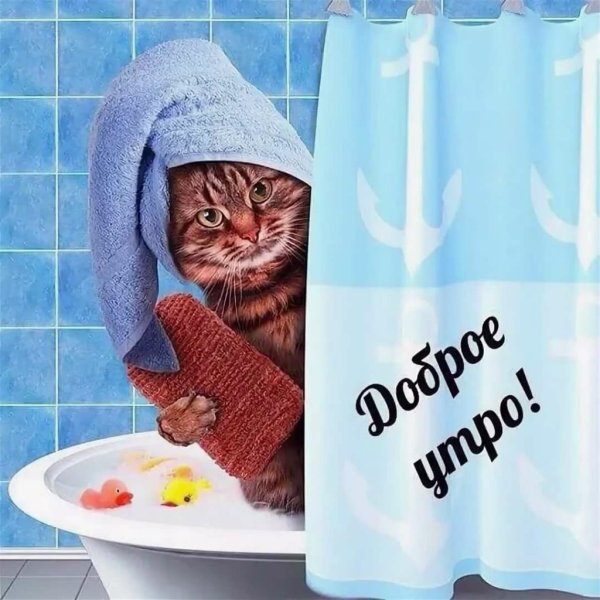 Шутливое доброе утро