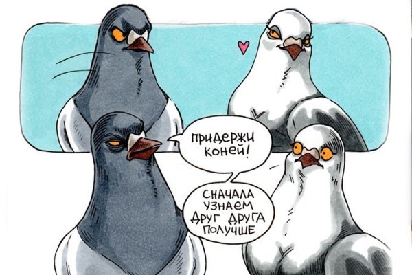 Голуби смешные картинки