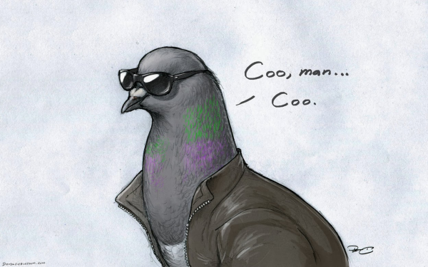 Крутой голубь