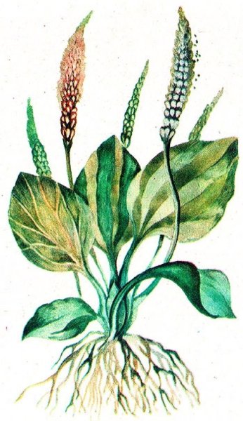 Подорожник большой