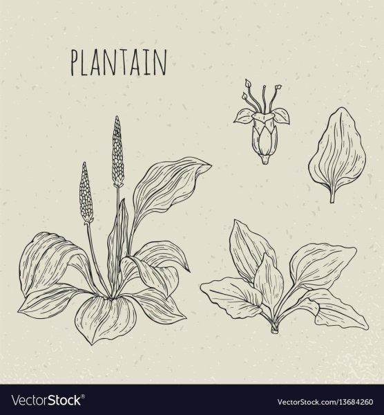 Подорожник ( Plantago Major)