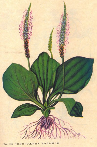 Подорожник раскраска