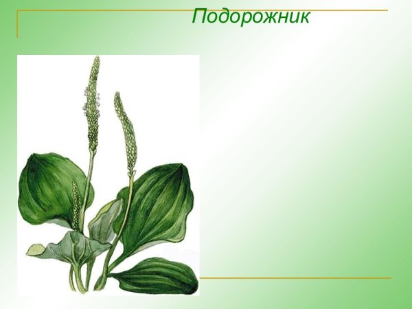 Подорожник большой (Plantago Major l.)
