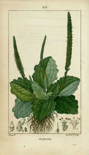 Plantain подорожник