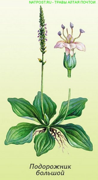 Plantain подорожник