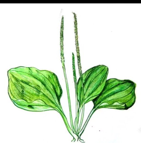 Подорожник большой