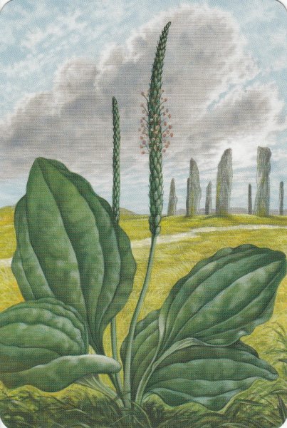 Рисование подорожник