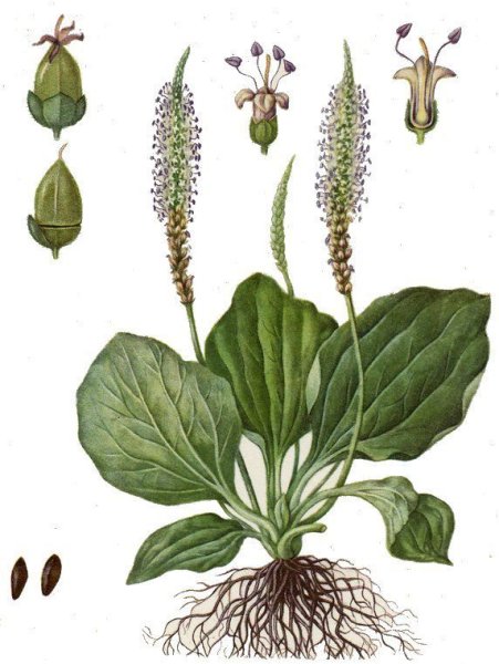 Подорожник малый