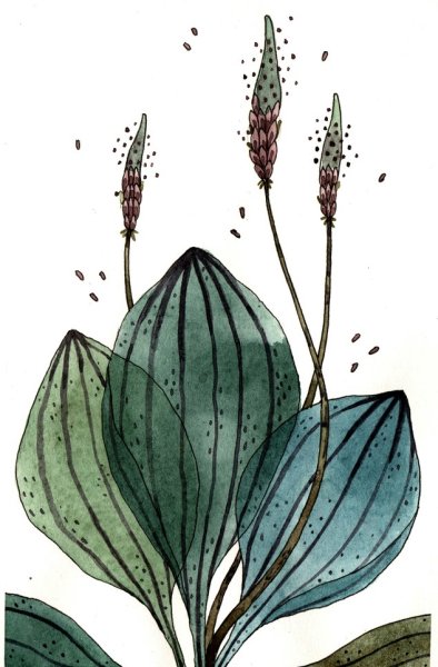 Подорожник большой