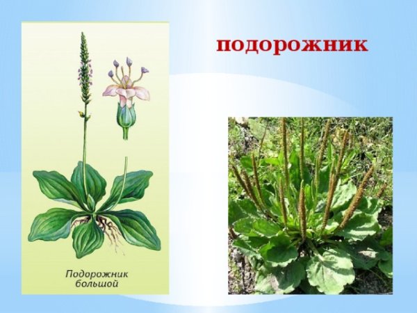 Подорожник раскраска