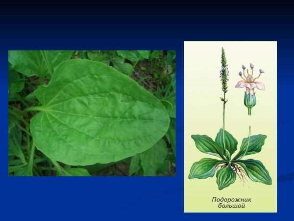 Подорожник растение у дороги