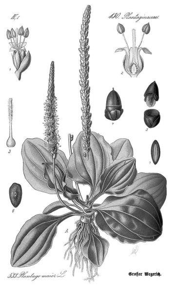 Подорожник большой гербарий