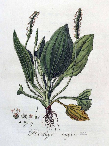 Plantago Major Ботанический рисунок