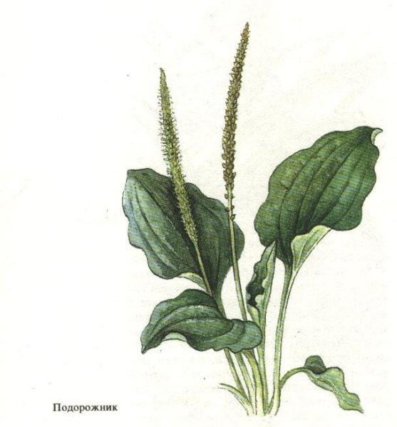 Подорожник большой корень