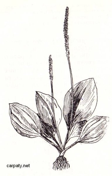 Подорожник ланцетовидный корни