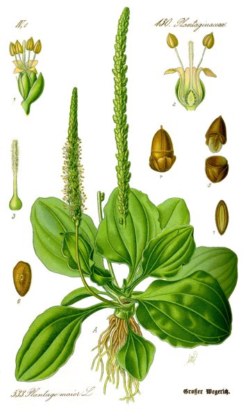Подорожник средний Plantago Media