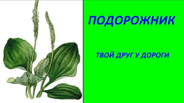 Подорожник в живописи