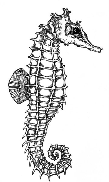 Морской конек эскиз