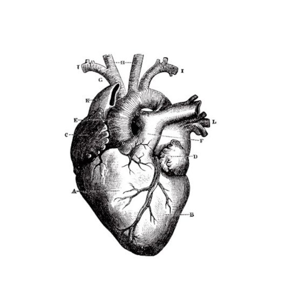 Человеческое сердце чб