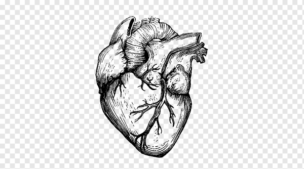 Анатомическое сердце на белом фоне