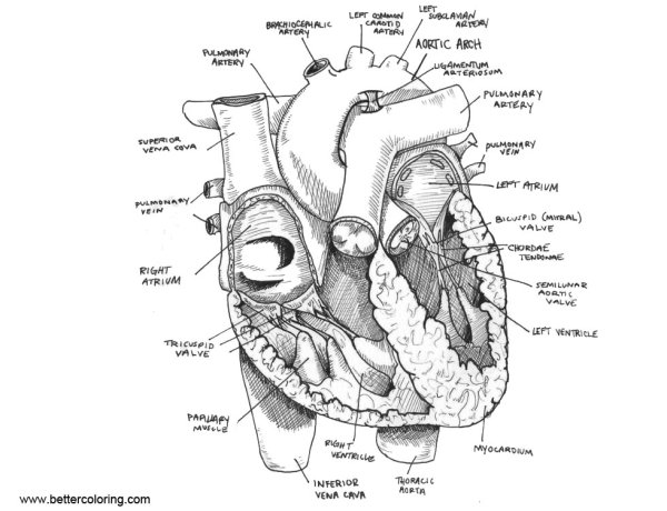 Сердце в разрезе рисунок