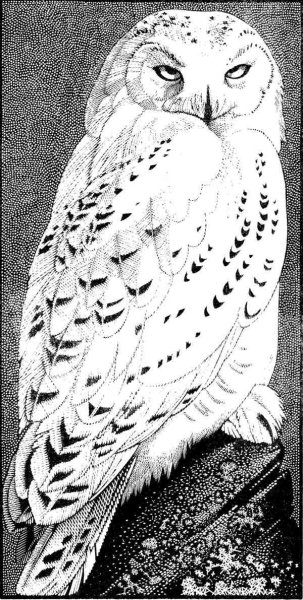 Полярная Сова раскраска