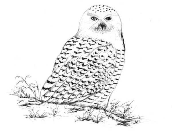 Совы Полярные