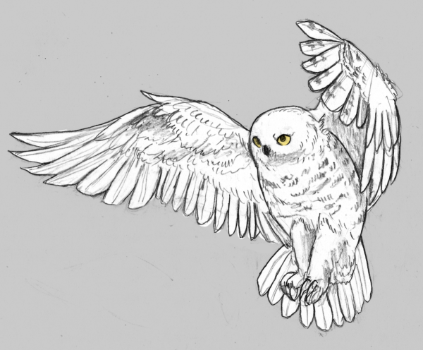 Полярная Сова раскраска