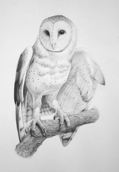 Раскраска Букля из Гарри Поттера