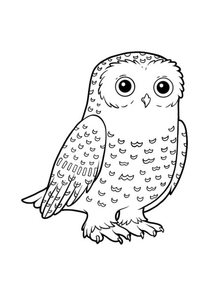Раскраска Сова сипуха