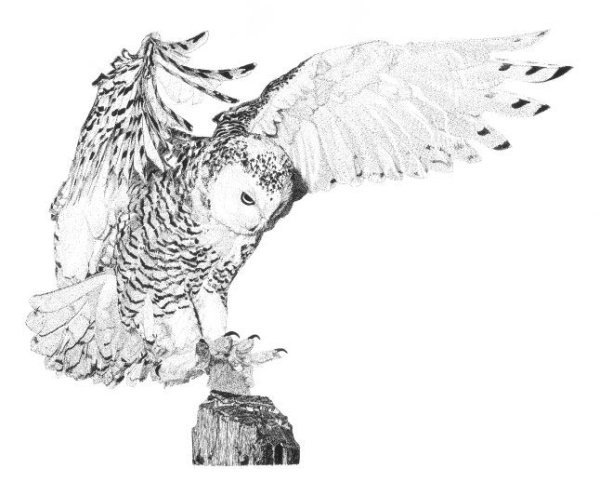 Букля акварель